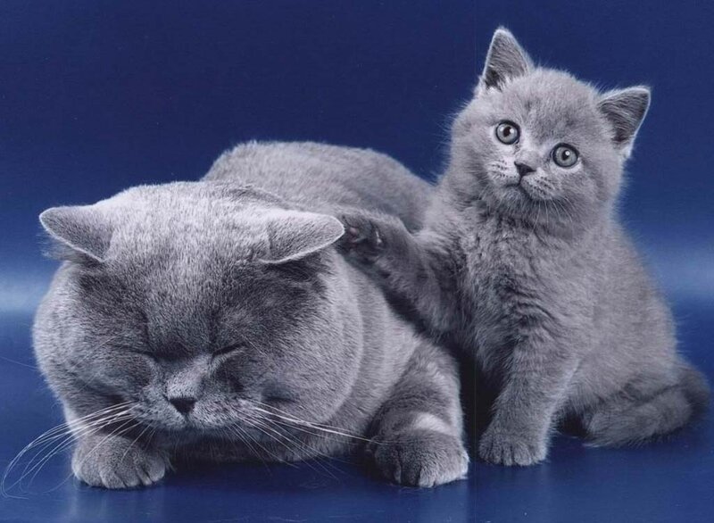 Gray Cat and Kitten — Calm, Photograph