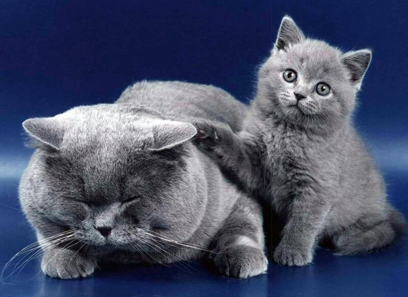 Gray Cat and Kitten — Calm