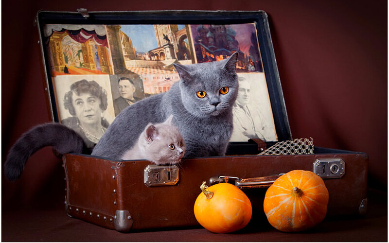 Gray Cat and Kitten in Suitcase