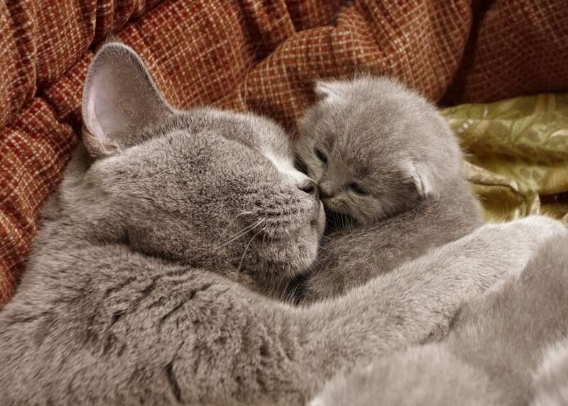 Gray Cat and Kitten
