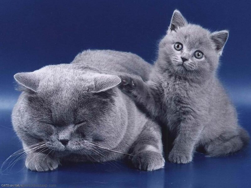 Gray cat and kitten together