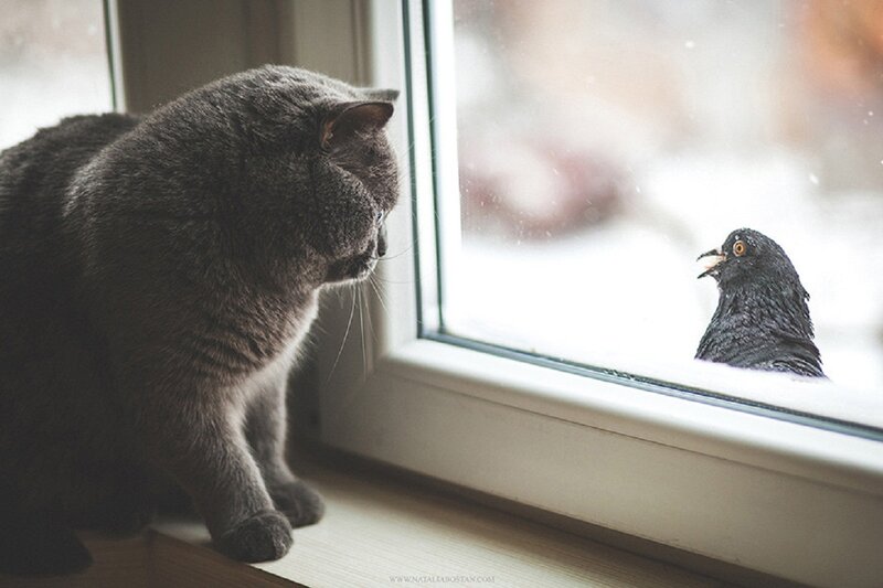 Gray Cat and Pigeon