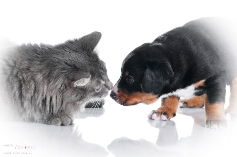 Gray Cat and Puppy