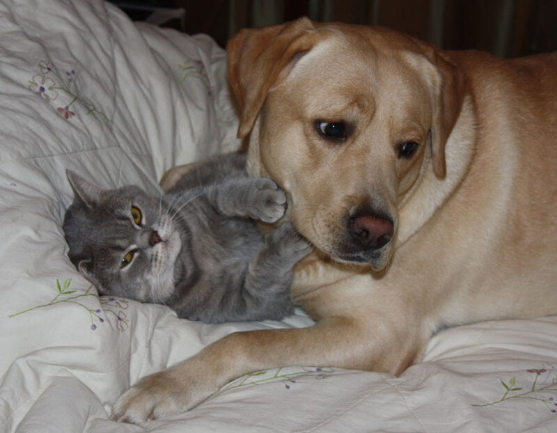 Gray Cat and Yellow Dog