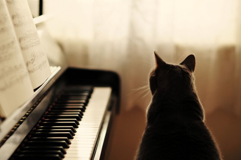 Gray Cat at Piano