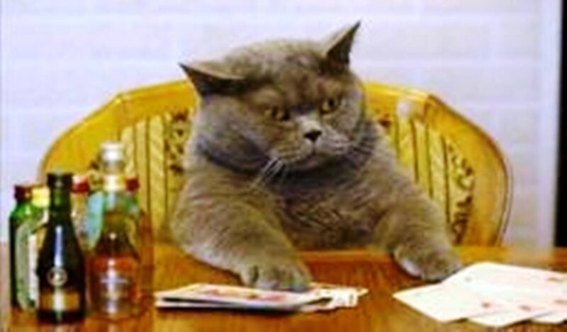 Gray Cat at Table — Serious