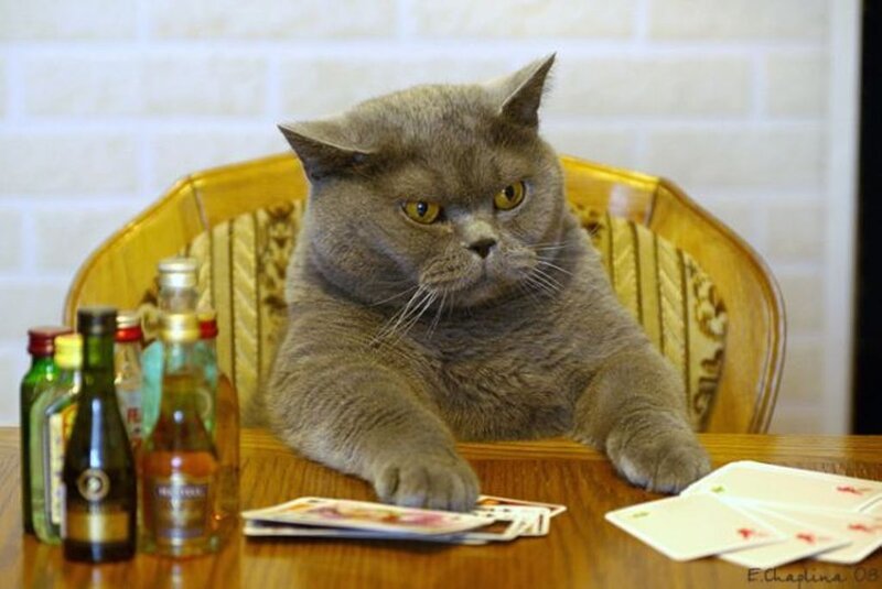 Gray Cat at Table