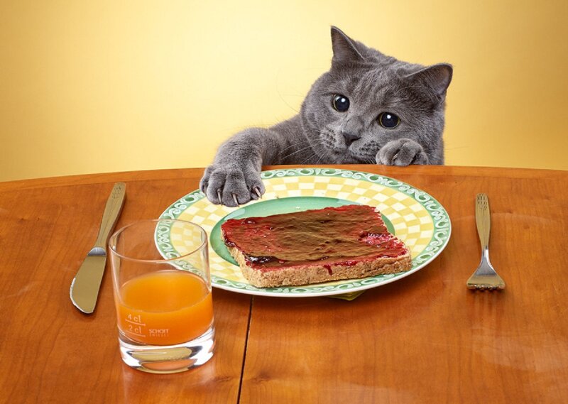 Gray Cat at Table — Yellow