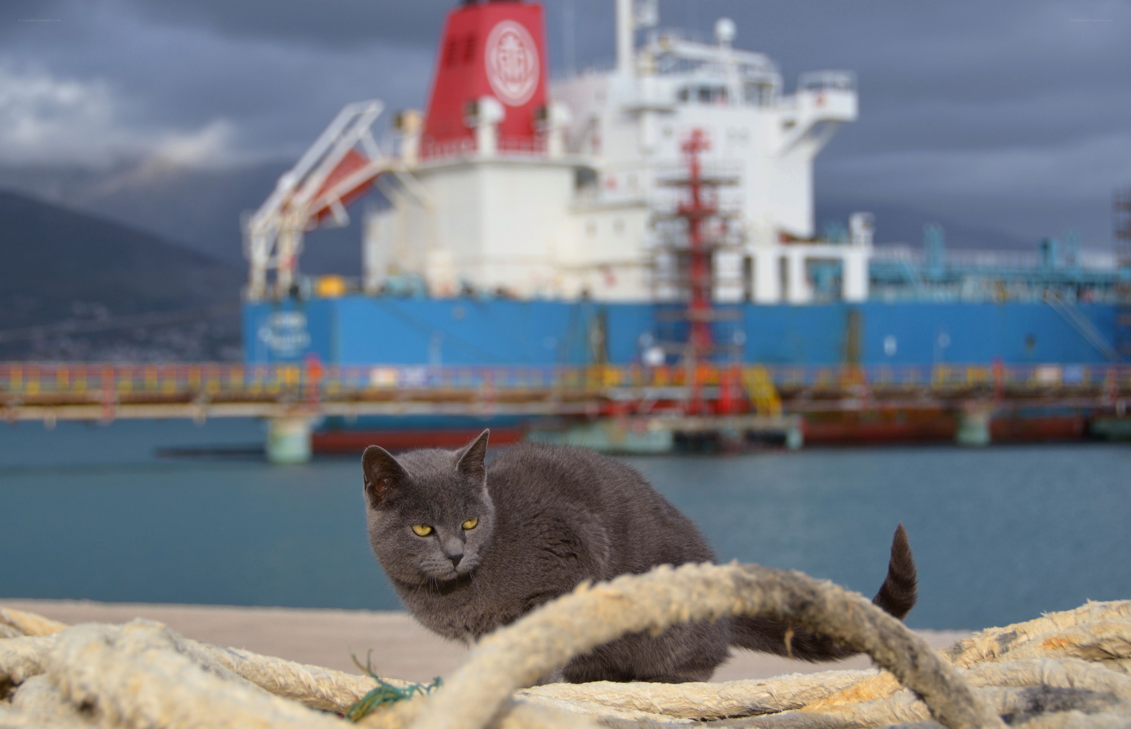 Gray cat at the port
