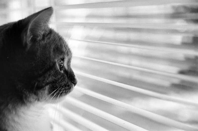 Gray Cat at Window — Black