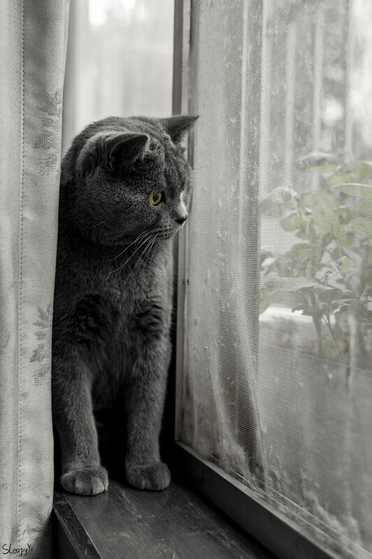 Gray Cat at Window — Contemplative