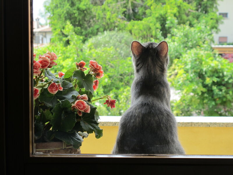 Gray Cat at Window