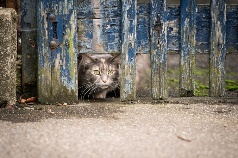 Gray Cat Behind Fence