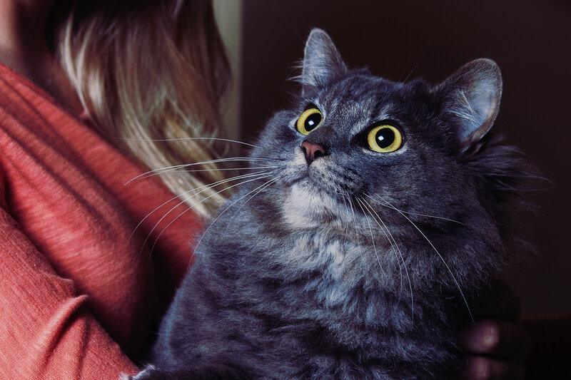 Gray Cat Being Held