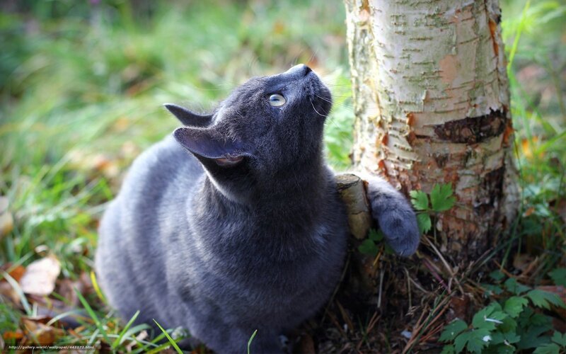 Gray cat by a birch tree