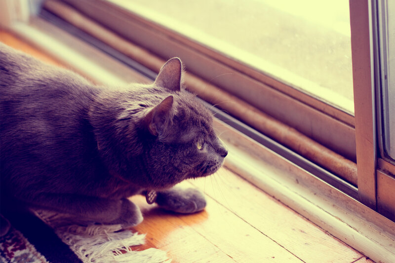 gray cat by the window