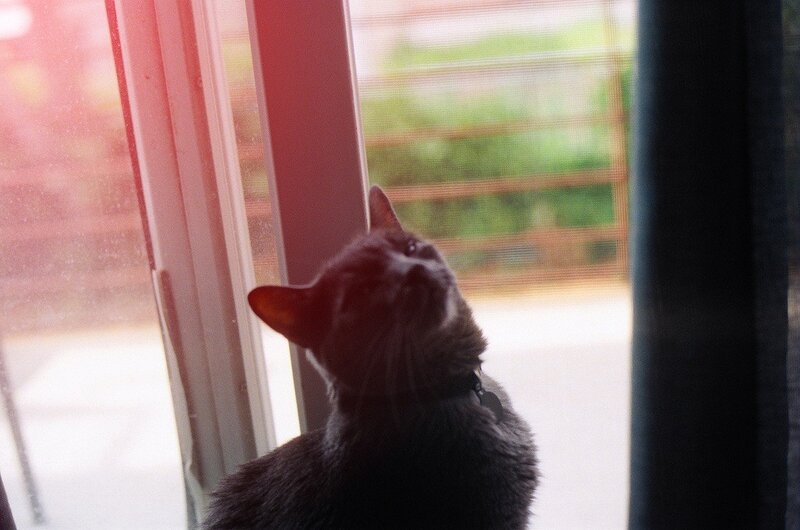 Gray Cat by Window — Calm