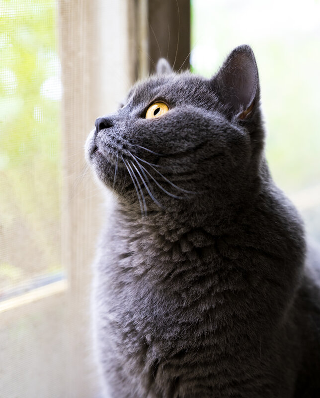 Gray Cat by Window