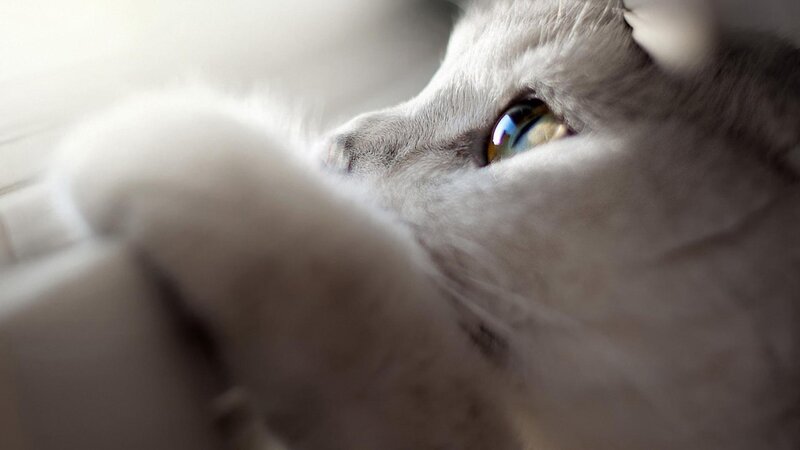 Gray Cat Close-up — Calm, Photograph