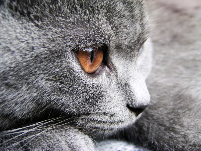 Gray Cat Close-up — Calm