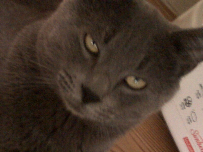 Gray Cat Close-up — Neutral