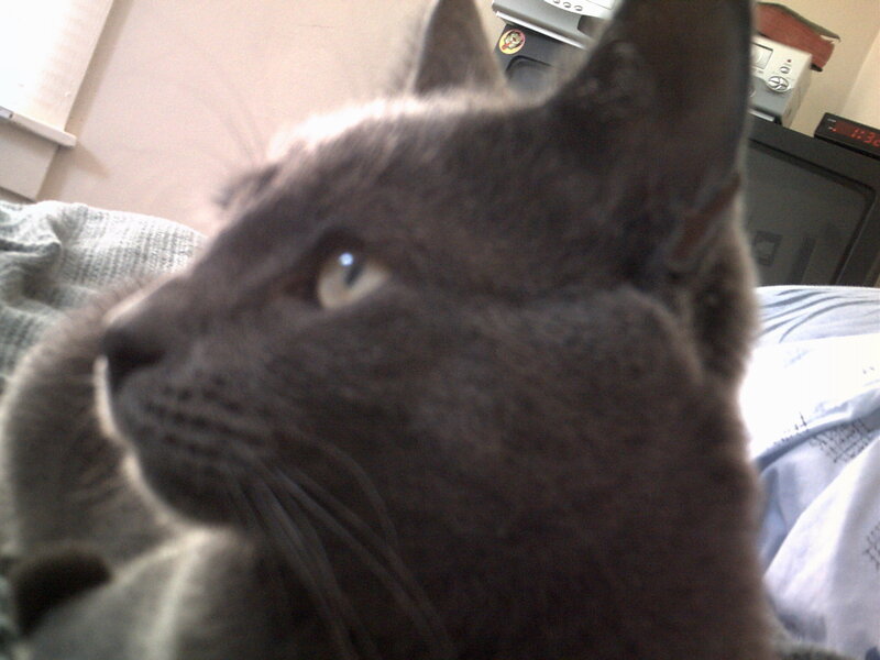 gray cat close-up