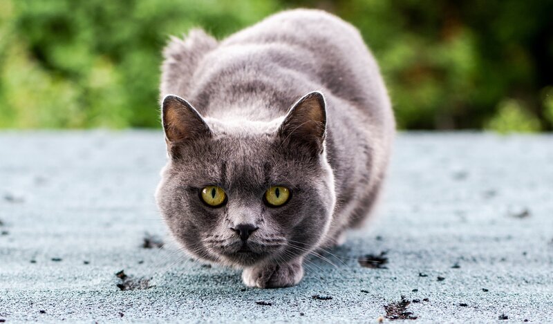 Gray Cat Crouching