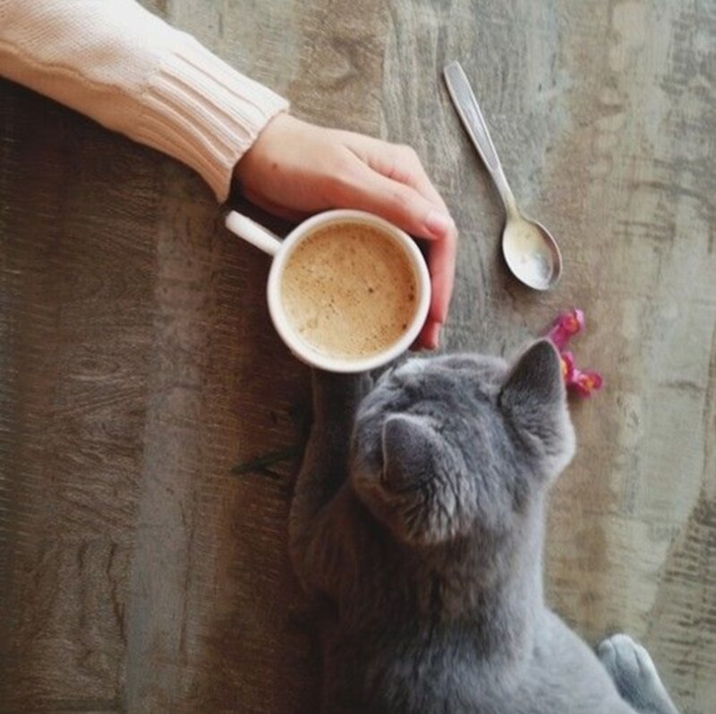Gray Cat Drinking Coffee