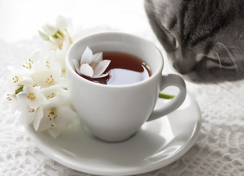 Gray Cat Drinking Tea