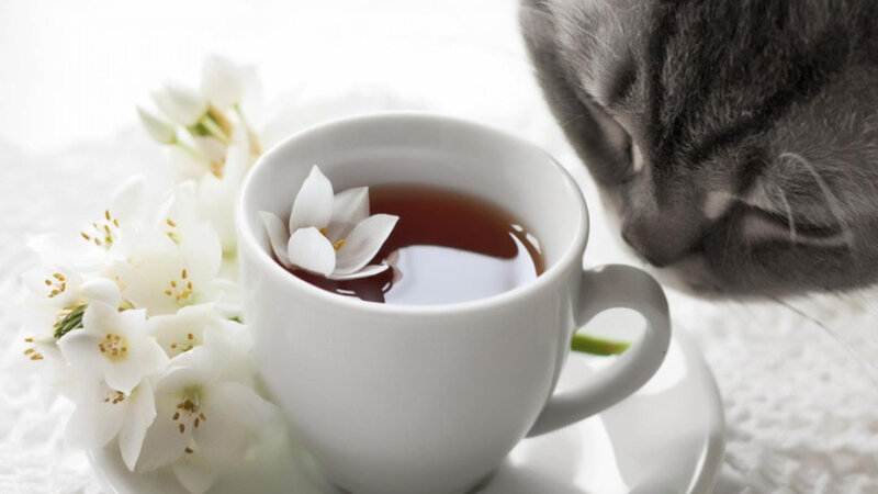 Gray Cat Drinking Tea — White