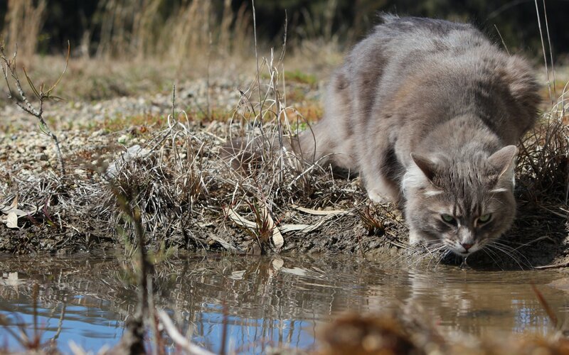 Gray Cat Drinking Water — Calm, Afternoon