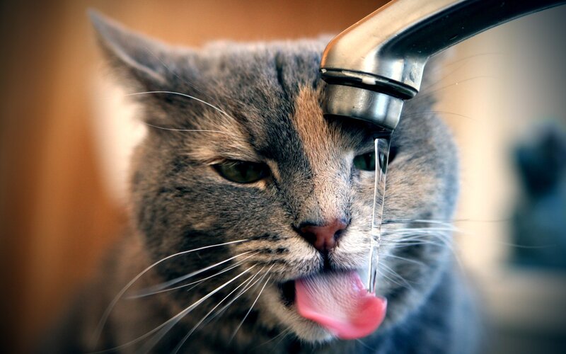 Gray Cat Drinking Water — Calm, Photograph, Faucet