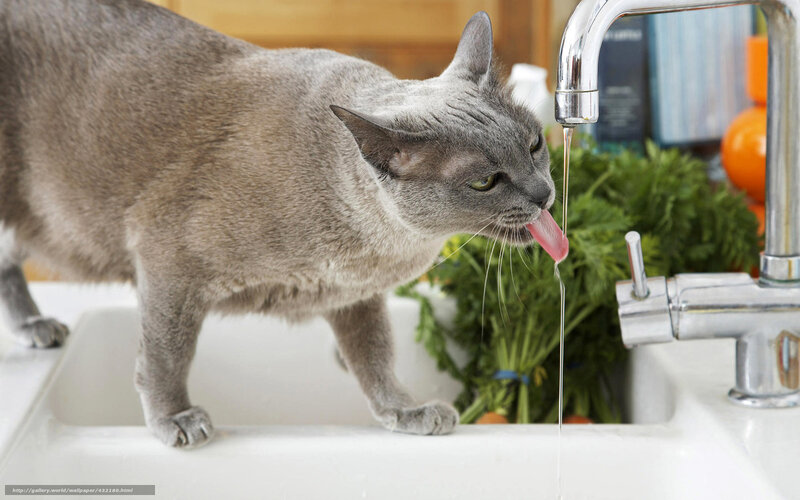 Gray Cat Drinking Water — Calm, Photograph, Sink, Faucet