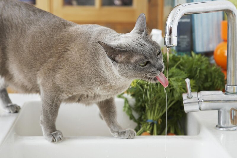 Gray Cat Drinking Water — Calm, Photograph, Sink