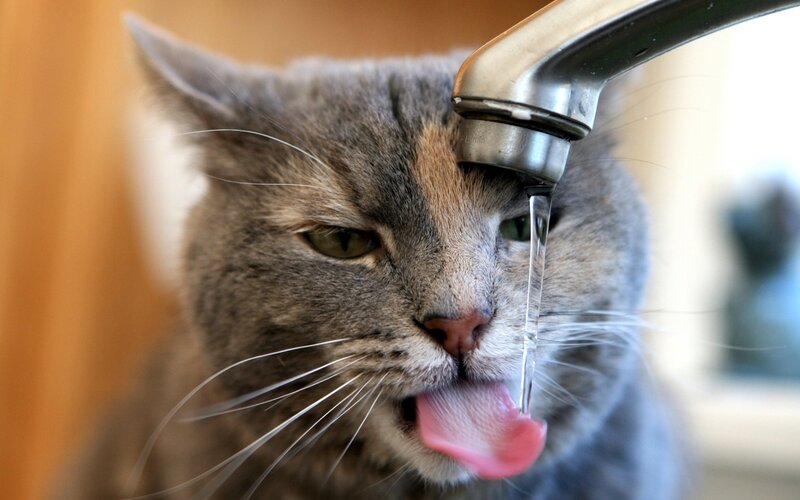 Gray Cat Drinking Water — Calm, Photograph, Tap