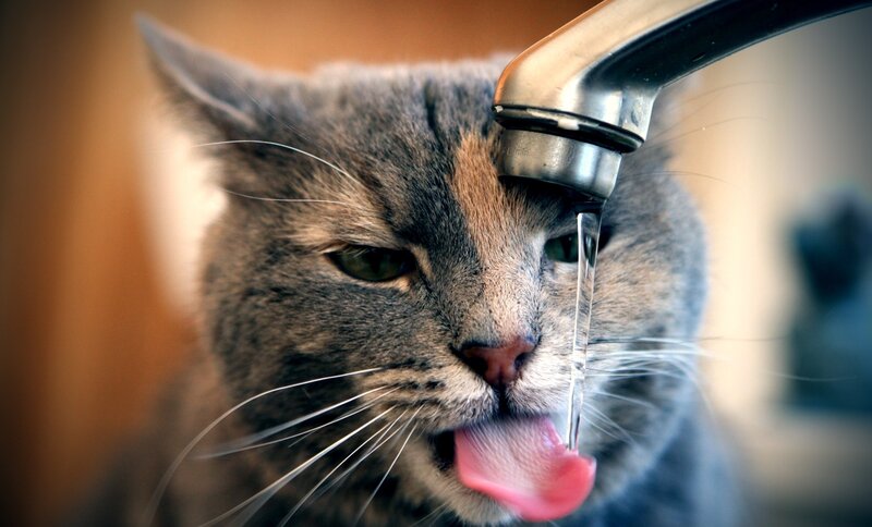 Gray Cat Drinking Water — Calm, Photograph, Tap, White