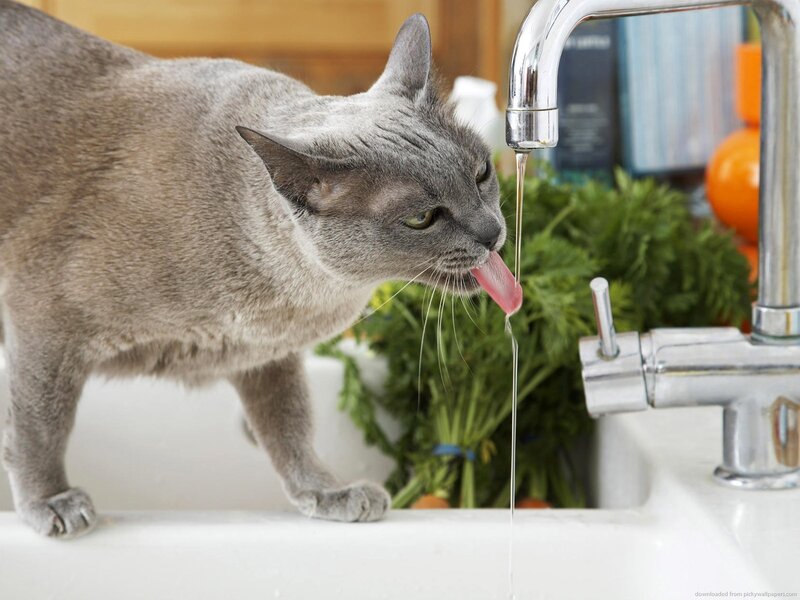 Gray Cat Drinking Water — Calm, Photograph
