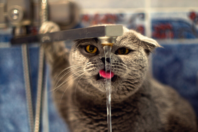 Gray Cat Drinking Water — Curious