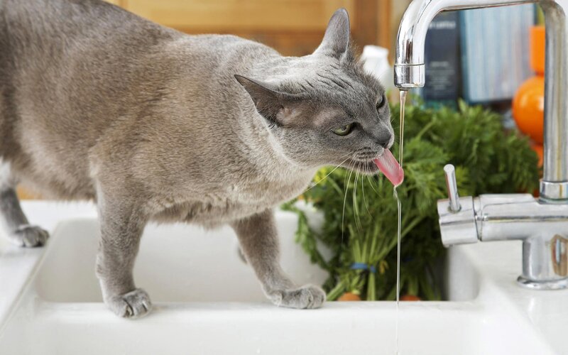 Gray Cat Drinking Water