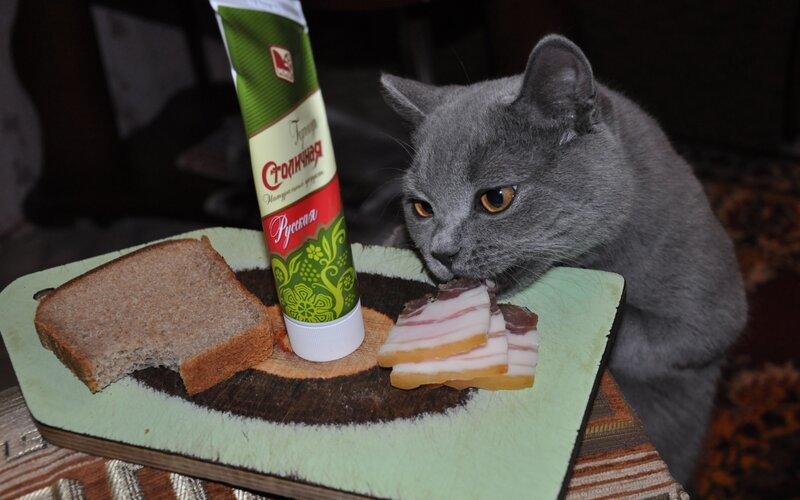 Gray Cat Eating Bacon — Curious