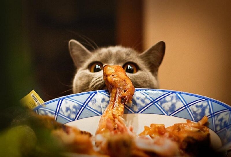 Gray Cat Eating Chicken