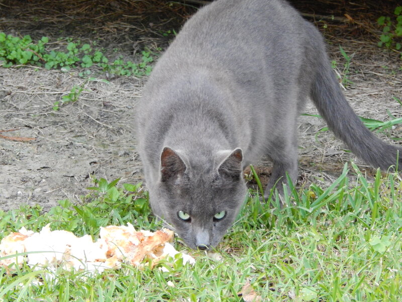 Gray Cat Eating Food — Calm