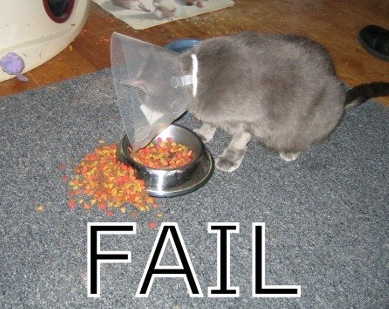 Gray Cat Eating Food