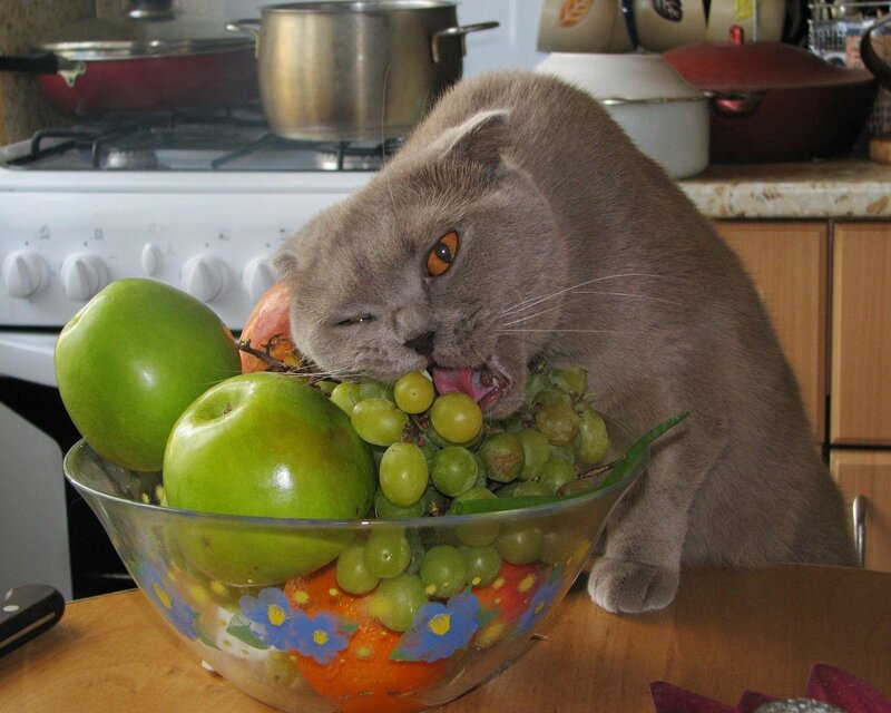 Gray Cat Eating Fruit — Playful, Photograph