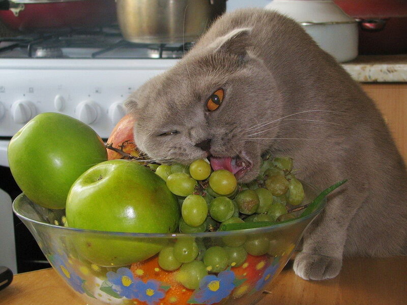 Gray Cat Eating Fruit
