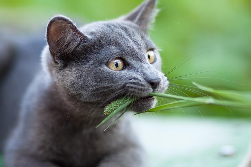 Gray Cat Eating Grass — Calm