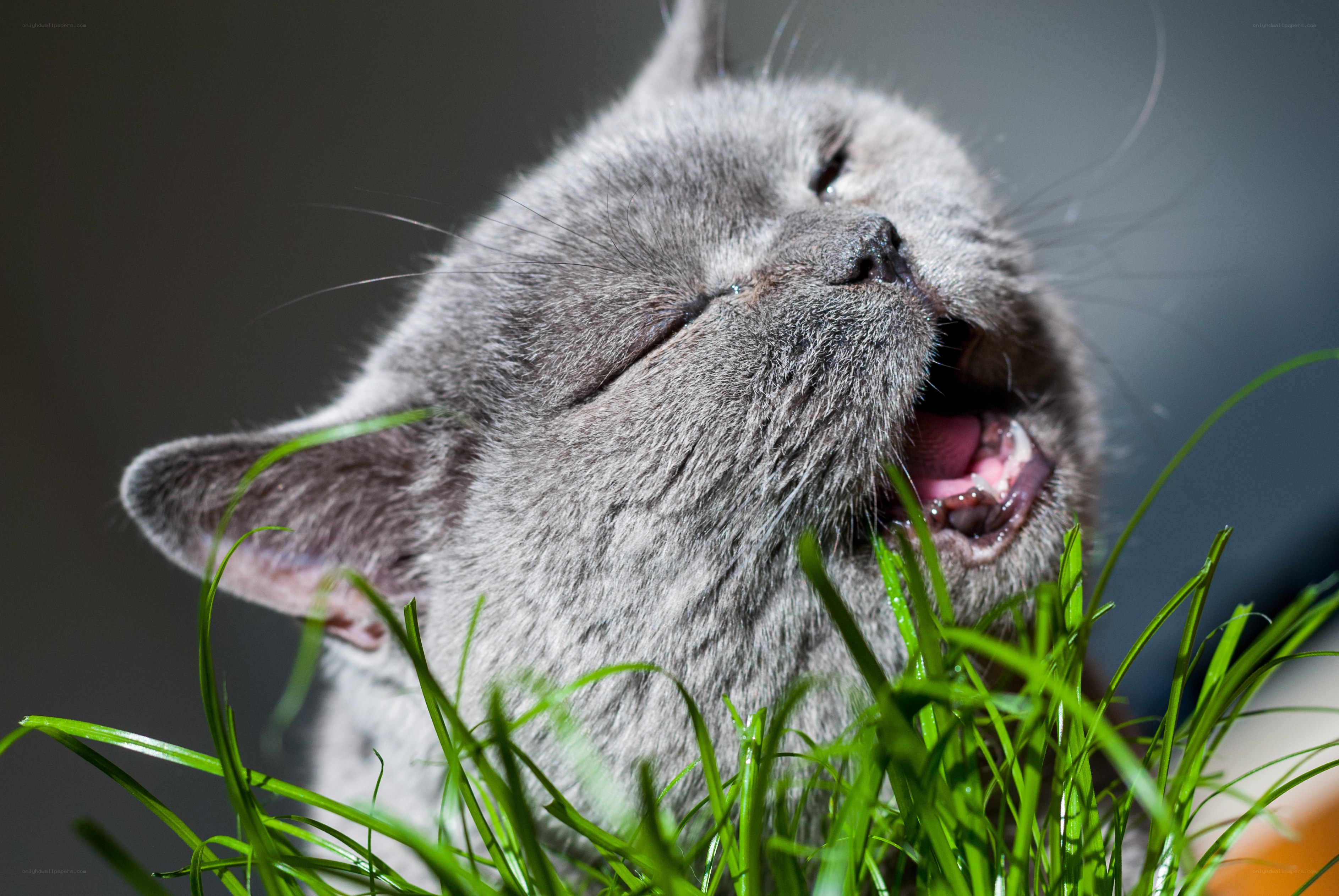gray cat eating grass