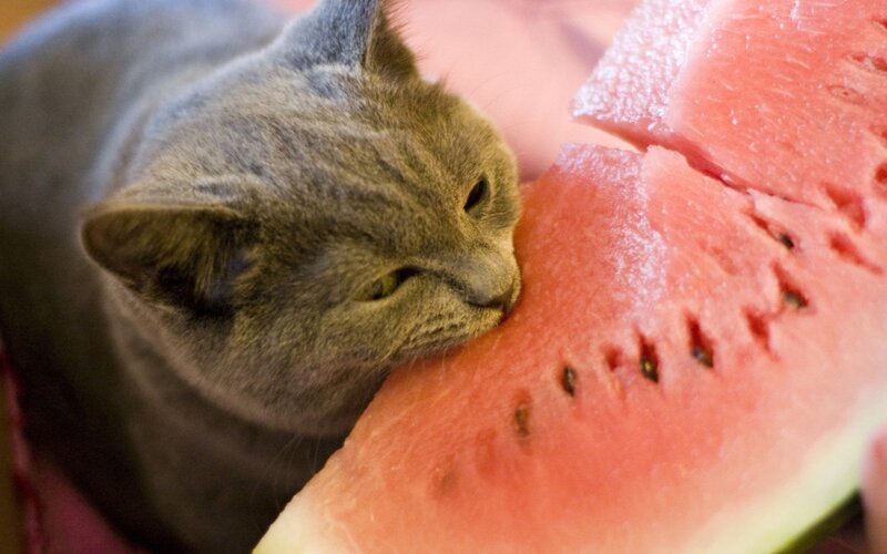 Gray Cat Eating Watermelon — Calm, Photograph