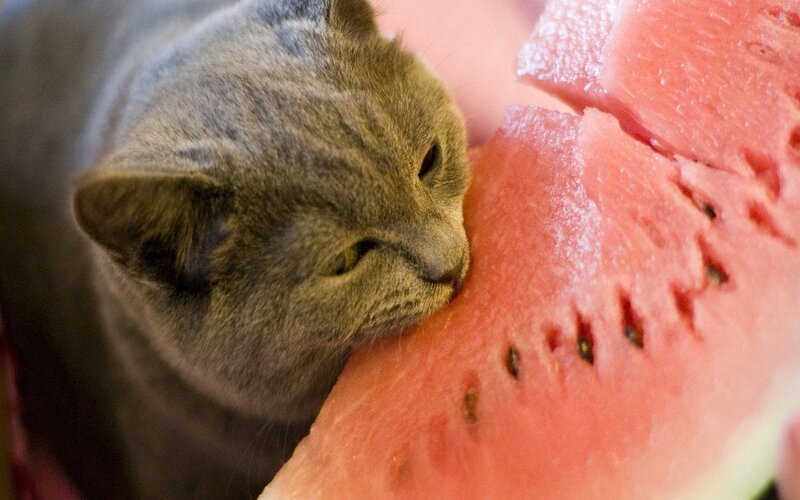 Gray Cat Eating Watermelon — Calm