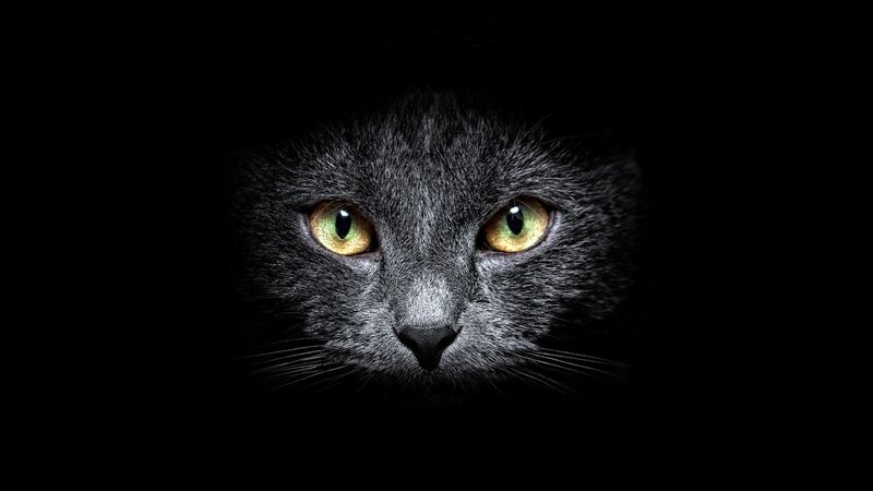 Gray Cat Face — Black, Dramatic, Night, Photograph